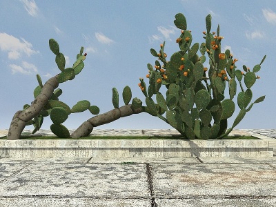 热带植物仙人掌模型