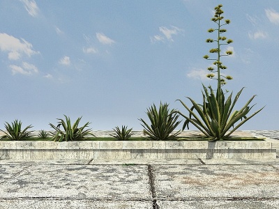 3d热带植物丝兰模型