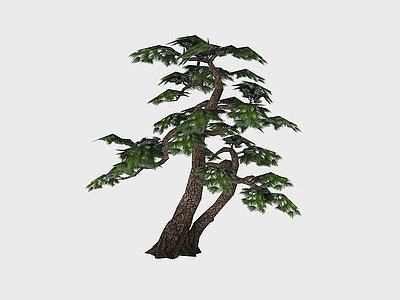现代植物针叶树木3d模型