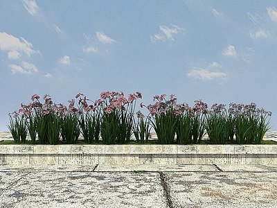 景观开花植物模型