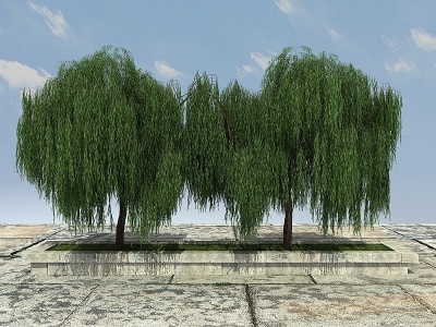 柳树植物模型3d模型