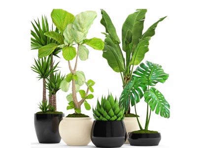 现代植物盆栽模型