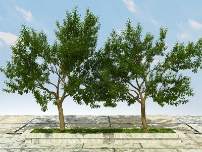 3d果树植物模型