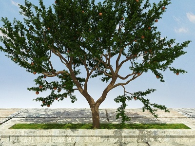 石榴树植物（有果）模型