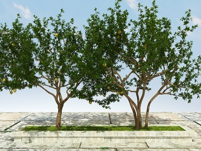 3d石榴树植物（有果）模型
