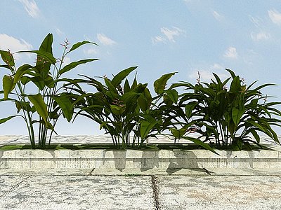 3d景观<font class='myIsRed'>开花</font>植物模型