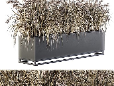 3d现代芦苇盆栽模型