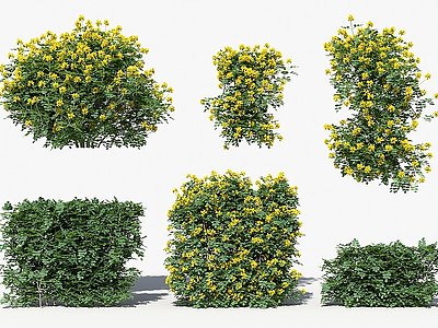 3d现代植物灌木灰小冠花模型