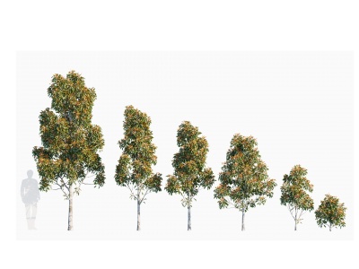 3d现代植物树木光叶石楠模型