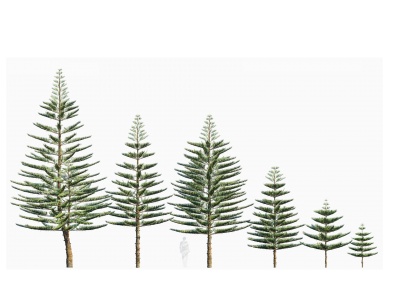 3d现物树木异叶南洋杉模型