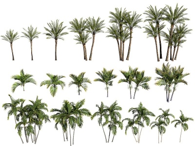 现代热带植物模型