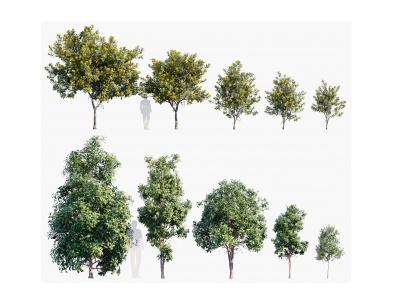 现代植物树木3d模型