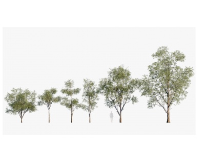现代植物树木蓝桉树模型3d模型