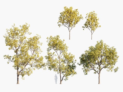 现代植物树木风铃木模型