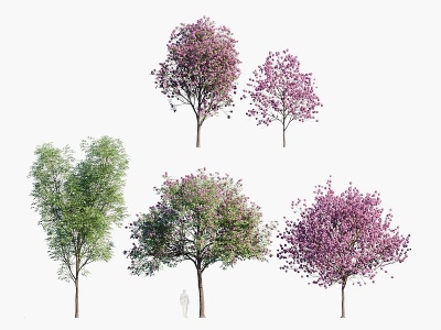 现代植物树木红钟花模型3d模型