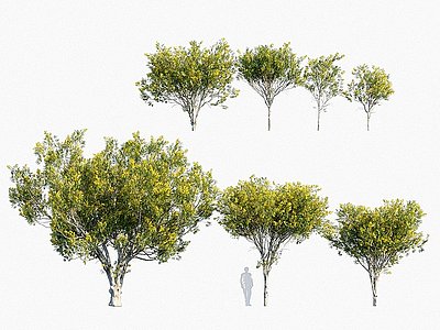 3d现代植物树木铁架木<font class='myIsRed'>铁力木</font>模型