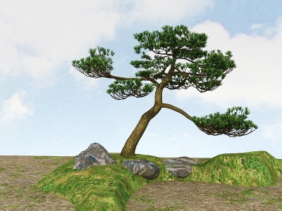 景观植物黑松模型3d模型