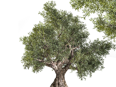 现代橄榄树3d模型