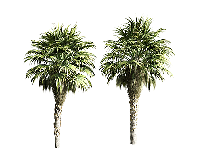 现代棕榈树3d模型