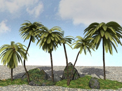 热带植物模型