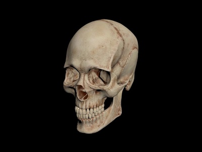 头骨模型3d模型