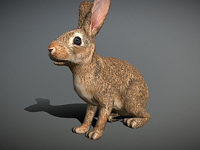 3d兔子模型