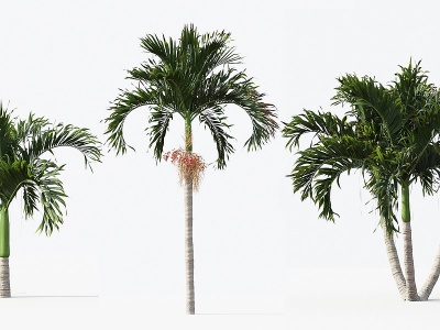 东南亚热带棕榈树模型3d模型