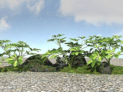 景观植物鹅掌木模型
