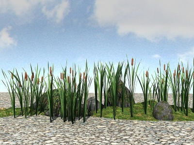3d景观植物香蒲模型