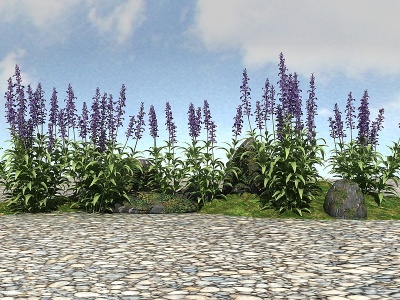 3d景观植物鼠尾草模型