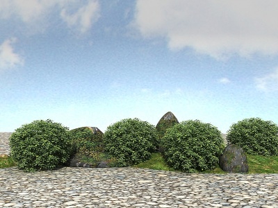 3d景观植物海桐球模型