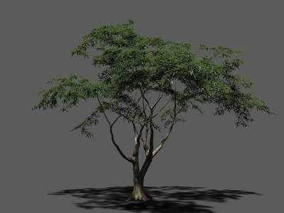 3d澳大利亞树模型