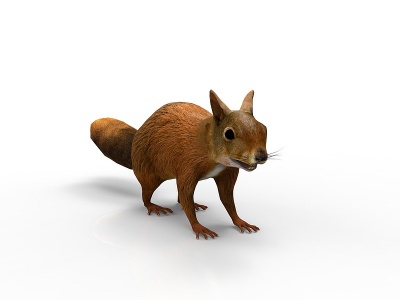 松鼠宠物动物模型3d模型