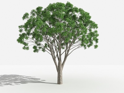3d中式桂花灌木模型