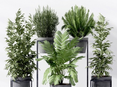 现代盆栽植物组合3d模型