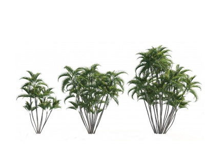 现代植物散尾葵模型3d模型