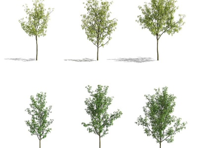 3d现代白蜡树模型