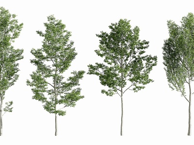 3d现代行道树景观树模型