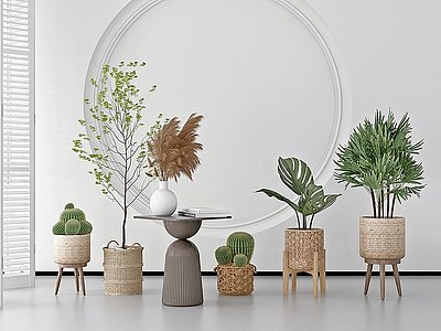 3d现代仙人掌植物盆栽模型