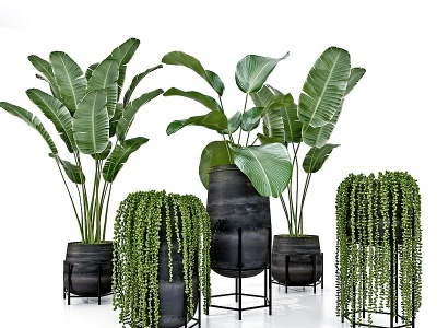 现代芭蕉绿植盆栽模型3d模型