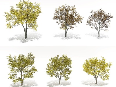 现代梧桐树景观树模型