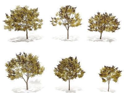 现代秋季栾树景观树模型3d模型