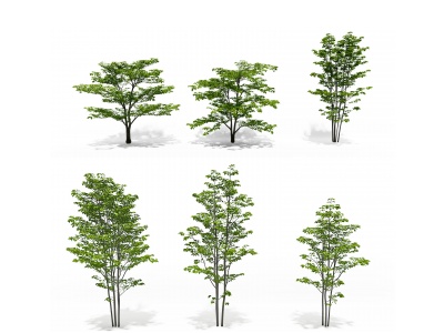 现代茱萸树景观树模型