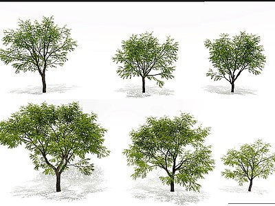 现代枣树景观树模型