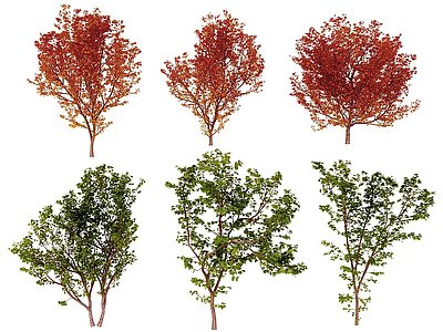 现代枫树景观树模型3d模型