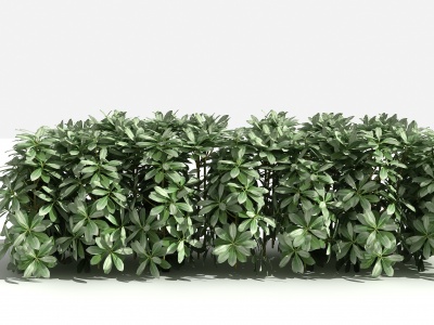3d中式海桐绿篱灌木模型