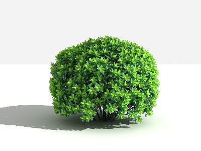 3d大叶黄杨灌木模型