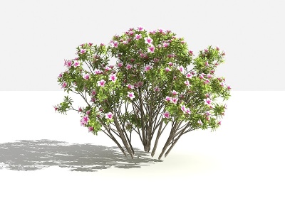 3d杜鹃丛灌木树植物模型