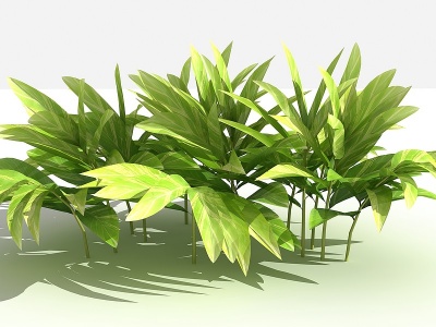 3d中式花叶良姜灌木模型
