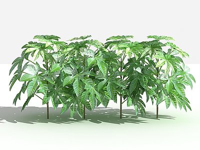 中式八角金盘灌木植物模型